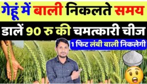 गेहूं से लेना है डबल उत्पादन? तो बालियां निकलते समय न करें ये गलती!