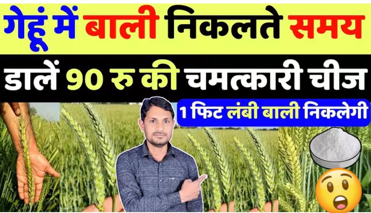 गेहूं से लेना